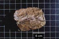 Meteorit mit dem Namen Lucky 13